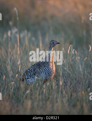 Sharp-tailed grouse (Tympanuchus phasianellus, previously Tetrao phasianellus), Custer State Park, South Dakota, USA Stock Photo