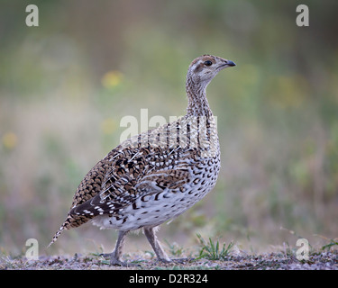 Sharp-tailed grouse (Tympanuchus phasianellus, previously Tetrao phasianellus), Custer State Park, South Dakota, USA Stock Photo