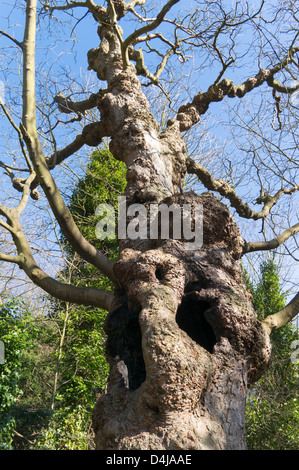 Old gnarled tree trunk with holes north east England UK Stock Photo