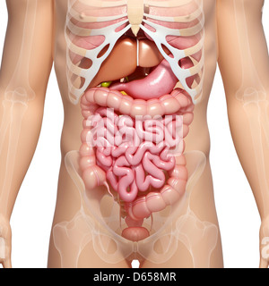 Male digestive system, artwork Stock Photo