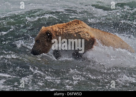 Grizzly Bear (Ursus arctos horribilis), Adult Male, fishing for Salmon, Brooks River Falls, Katmai National Park, Alaska, USA. Stock Photo