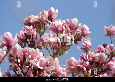 Stuttgart, Germany, Magnolienblueten in the Moorish Garden Wilhelma Stock Photo