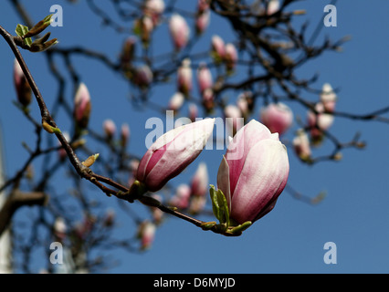 Stuttgart, Germany, Magnolienblueten in the Moorish Garden Wilhelma Stock Photo