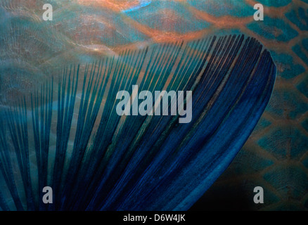 Pectoral fin of a Rusty parrotfish(scarus ferrugineus) in the Red Sea, Egypt Stock Photo