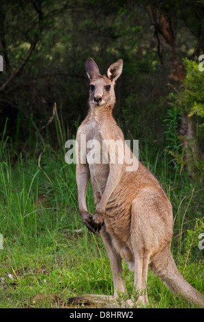 Large male kangaroo Hunter Valley NSW Australia Stock Photo