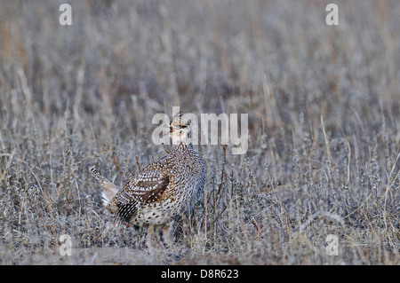 Sharp-tailed Grouse, Tympanuchus phasianellus at lek in Sandhills Nebraska USA Stock Photo