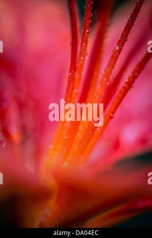 Water Drops On Red Tawny Daylily Pistils In The Rain Stock Photo