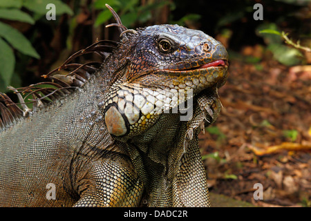 green iguana, common iguana (Iguana iguana), sticking tongue out Stock Photo