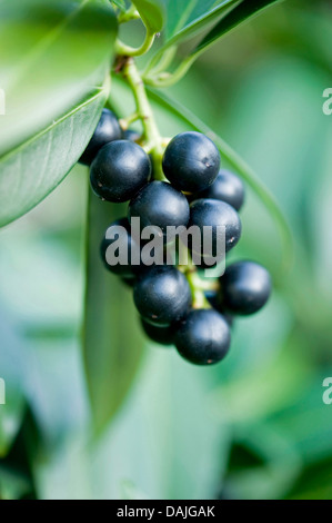 cherry-laurel (Prunus laurocerasus), infructescence, Germany Stock Photo