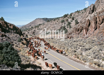 Drovers  herding 'Hereford' cattle along Nevada State Highway. Stock Photo