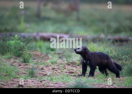 Wolverine in a boreal forest Stock Photo