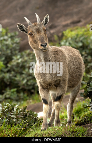 NILGIRI TAHR Stock Photo