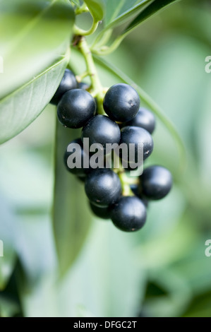 cherry laurel, prunus laurocerasus Stock Photo