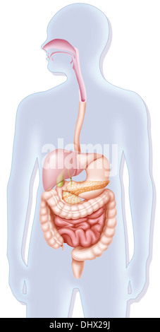 DIGESTIVE SYSTEM, ILLUSTRATION Stock Photo