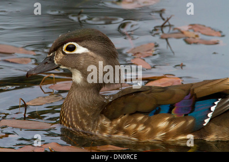 Wood Duck (Aix sponsa) female on lake at Brookwood Marsh, Nanaimo, BC, Vancouver Island, Canada in May Stock Photo