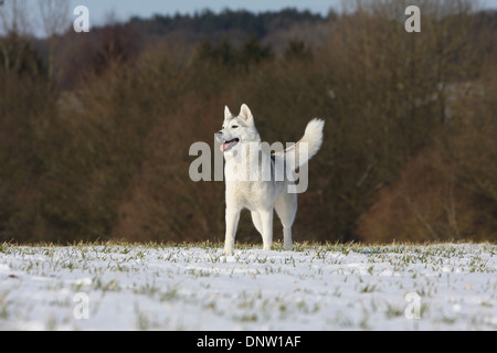 Dog Siberian Husky  / adult standing in the snow Stock Photo