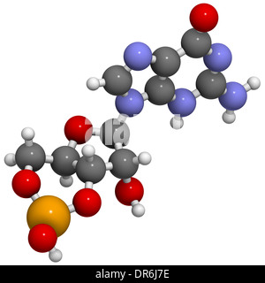 Cyclic guanosine monophosphate (cGMP) molecule. Important second messenger, produced by guanylate cyclase. Stock Photo