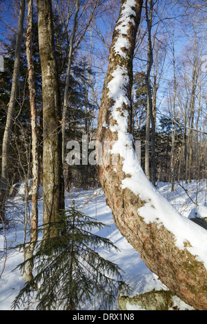 Franconia Notch State Park - Twisted trees in the area known as Hardwood Ridge in Lincoln, New Hampshire USA Stock Photo