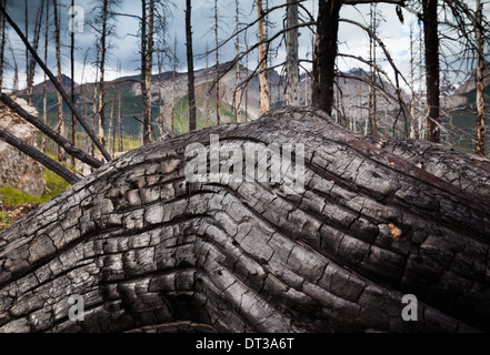 Jasper National Park, Alberta, Canada. An old gnarled tree trunk. Stock Photo