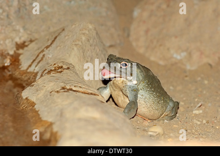 Colorado River Toad Stock Photo