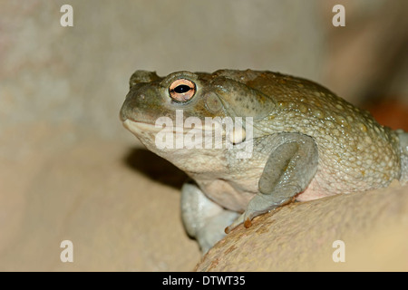 Colorado River Toad Stock Photo