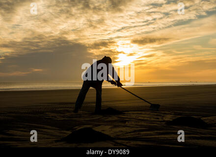 The Headland, Hartlepool, UK. 10th April, 2014. Seacoaler at sunrise on a glorious Thursday morning on the north east coast of England.  Washed up sea coal is gathered into piles and loaded onto a pick up truck to be later cleaned and sold on to power stations. Credit:  ALANDAWSONPHOTOGRAPHY/Alamy Live News Stock Photo