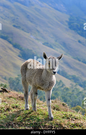 NILGIRI TAHR Stock Photo