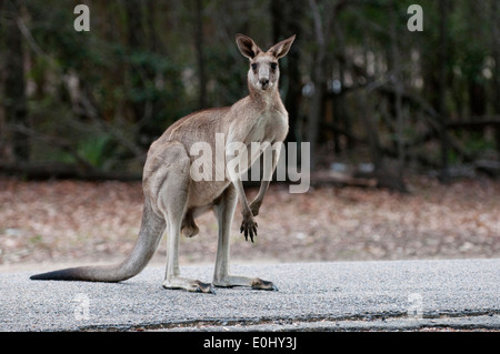 A male Kangaroo in the grounds of Morrisset Hospital alongside the Koophatoo Aboriginal Reserve, New South Wales, Australia. Stock Photo