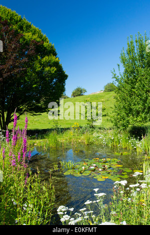 Wildlife pond, wildflowers, pond plants, Purple Loosestrife,Yarrow, apple and hornbeam tree in country garden, The Cotswolds, UK Stock Photo