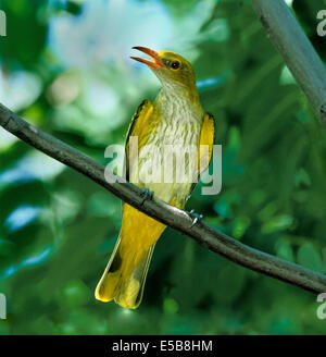 Golden Oriole Oriolus oriolus Stock Photo