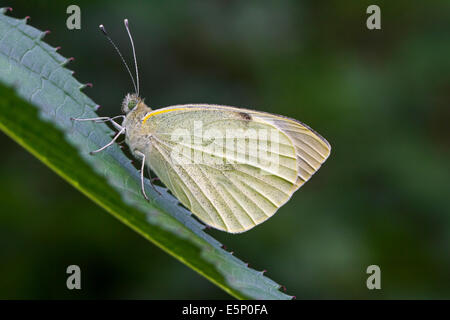 Small white / Small cabbage white (Pieris rapae) butterfly on leaf Stock Photo