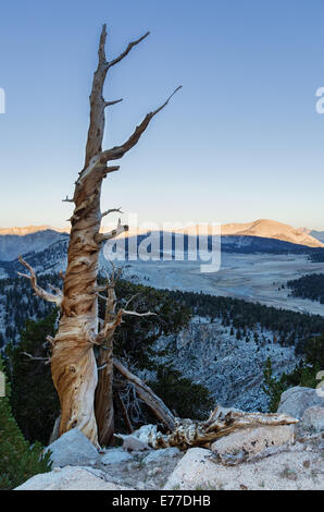 old dead mountain pine tree in the Southern Sierra Nevada Mountains along the Pacific Crest Trail Stock Photo