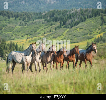 Tiger Horse herd. Tiger horses are gaited, spotted trail horses with a coat color much like the Appaloosa. Stock Photo