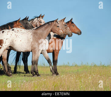 Tiger Horse herd. Tiger horses are gaited, spotted trail horses with a coat color much like the Appaloosa. Stock Photo