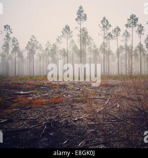 View of pine tree in fog, United States Stock Photo