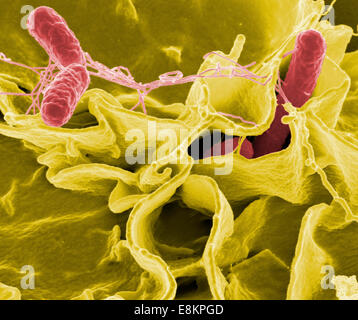 Salmonella bacteria, a common cause of food poisoning, invade an immune cell. Stock Photo