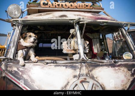 Terrier dog in the window of a rusty VW Rat Split Screen Volkswagen camper van at a VW show. England Stock Photo