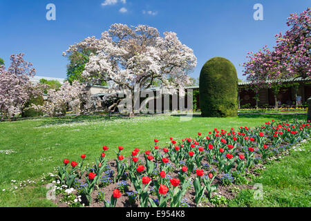 Magnolia blossom in the Moorish Garden, Wilhelma, Stuttgart, Baden-Wurttemberg, Germany Stock Photo