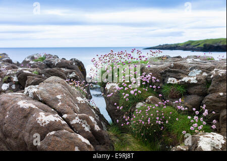 Coastal wildflowers, Sea Thrift or Sea Pink - Armeria maritima - on rock boulders at Brothers' Point, Isle of Skye, Western Isle Stock Photo