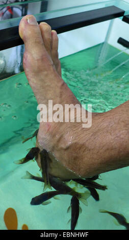 Doctor fish, Nibble fish, Kangal fish (Garra rufa), fish spa, doctor fishes feeding on skin particles of human feet Stock Photo