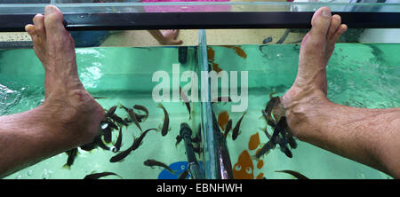 Doctor fish, Nibble fish, Kangal fish (Garra rufa), fish spa, doctor fishes feeding on skin particles of human feet Stock Photo