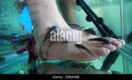 Doctor fish, Nibble fish, Kangal fish (Garra rufa), fish spa, doctor fishes feeding on skin particles of human feet Stock Photo