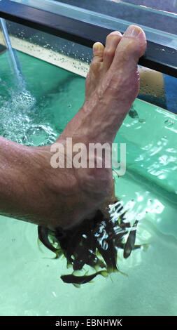 Doctor fish, Nibble fish, Kangal fish (Garra rufa), fish spa, doctor fishes feeding on skin particles of human feet Stock Photo