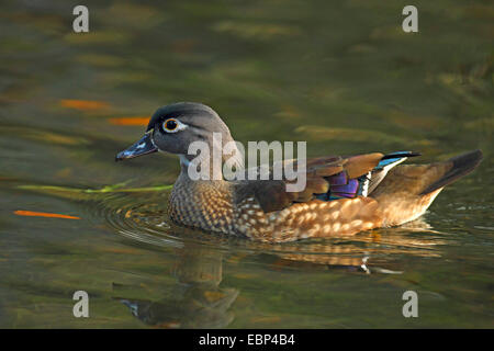 wood duck (Aix sponsa), female swimming, USA, Florida Stock Photo