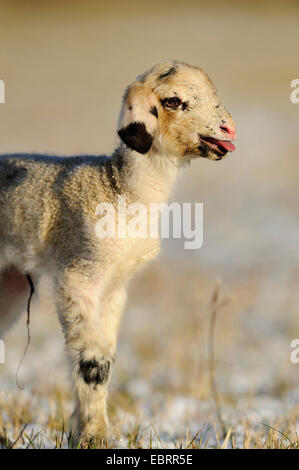 domestic sheep (Ovis ammon f. aries), lamb bleating Stock Photo