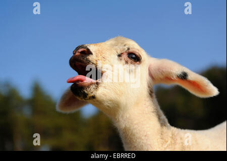 domestic sheep (Ovis ammon f. aries), lamb bleating, Germany Stock Photo