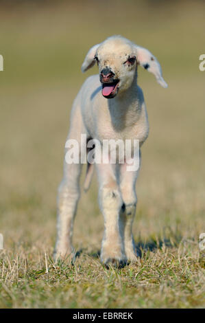 domestic sheep (Ovis ammon f. aries), lamb standing on pasture and bleating, Germany Stock Photo