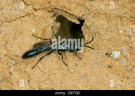 Organ pipe mud dauber, Digger wasp (Trypoxylon spec.), sitting at its nest, Germany Stock Photo