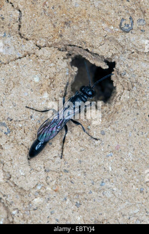 Organ pipe mud dauber, Digger wasp (Trypoxylon spec.), sitting at its nest, Germany Stock Photo