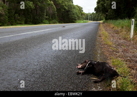 Dead tasmanian devil on the road to Marrawah, north west Tasmania. Stock Photo